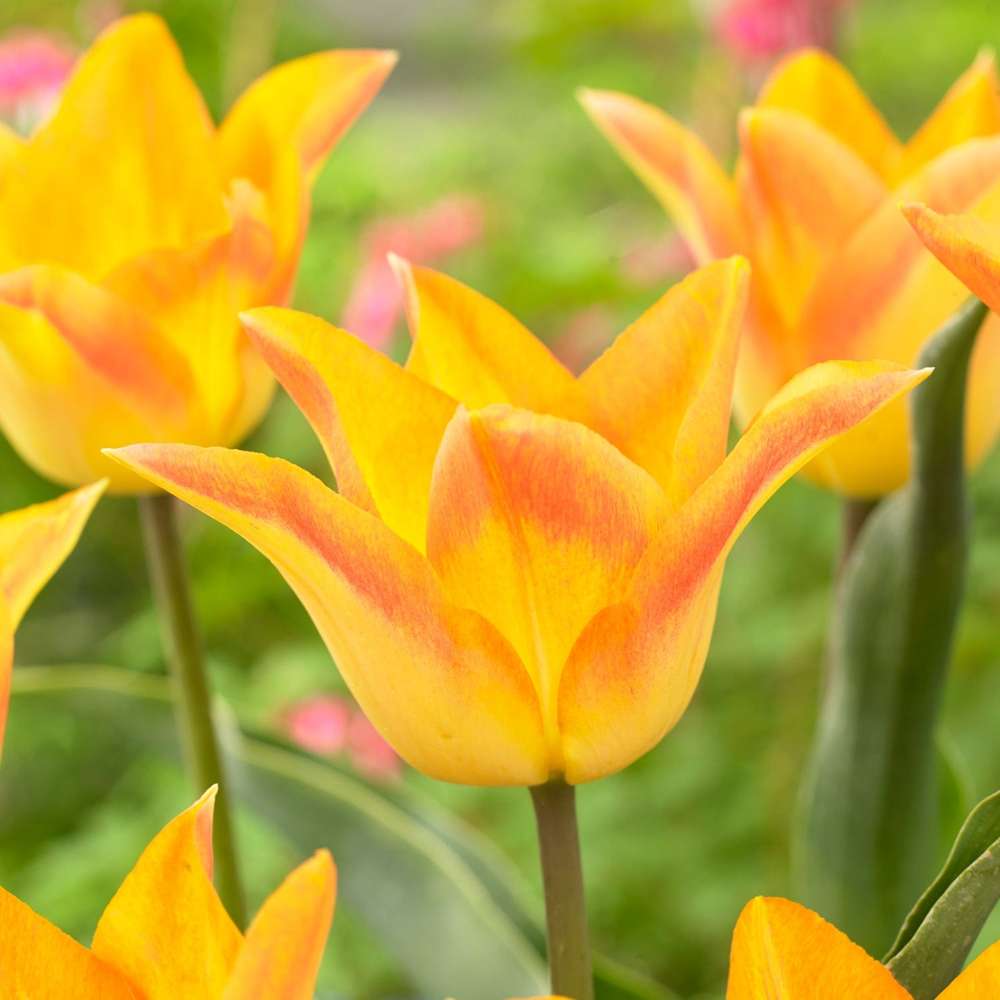 Tulpan 'Moonblush'